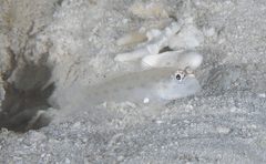 Ctenogobiops pomastictus