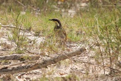 Gavicalis fasciogularis