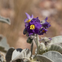Solanum quadriloculatum