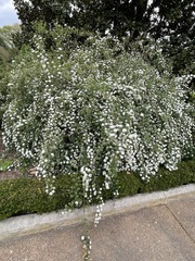 Spiraea virginiana