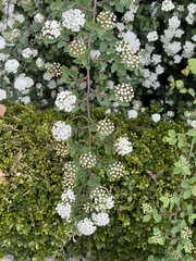 Spiraea virginiana