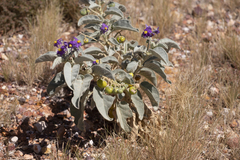 Solanum quadriloculatum