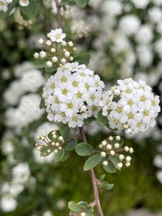 Spiraea virginiana