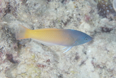 Halichoeres prosopeion