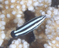Labropsis australis