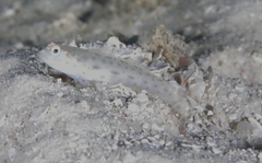 Ctenogobiops pomastictus