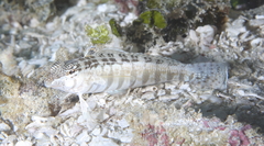 Parapercis australis