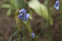 Allium sikkimense