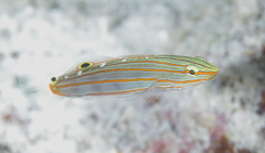 Koumansetta rainfordi