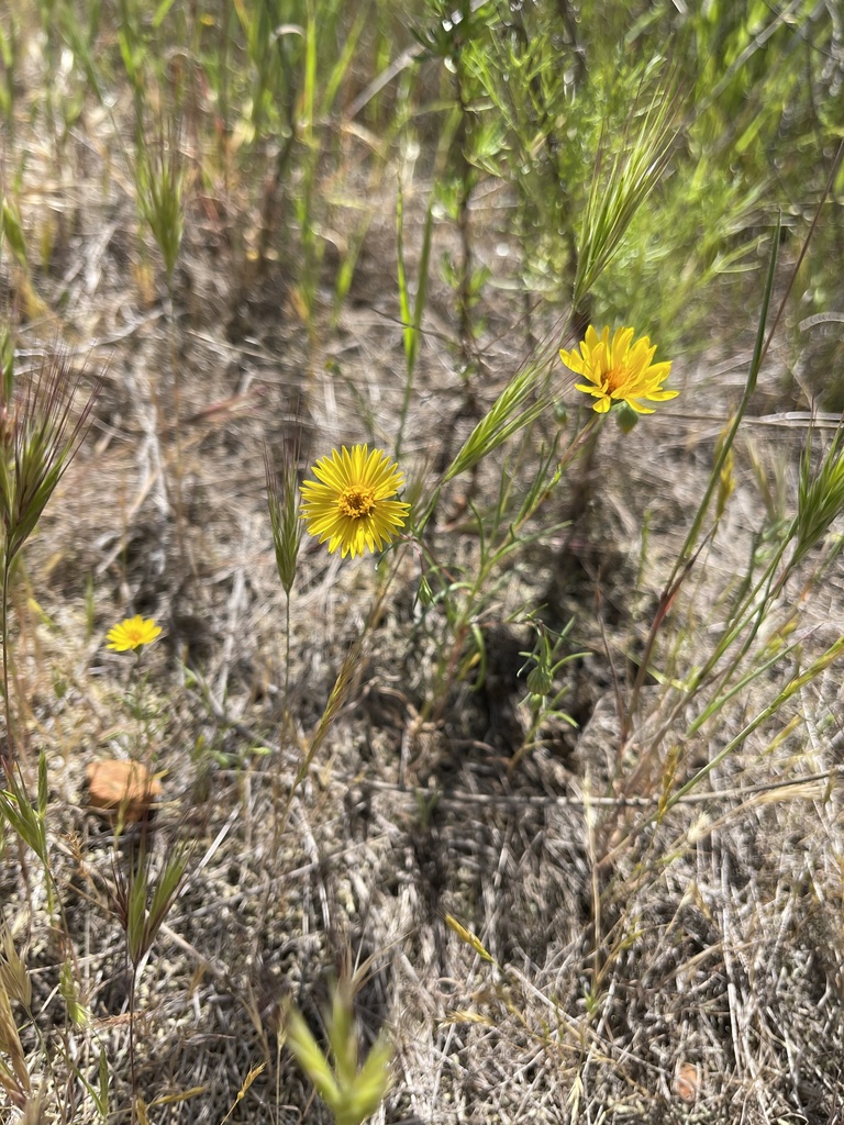 golden-rayed pentachaeta in April 2021 by smfang · iNaturalist