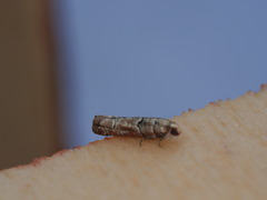 Blastesthia tessulatana