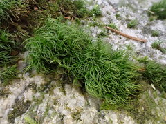 Paraleucobryum longifolium