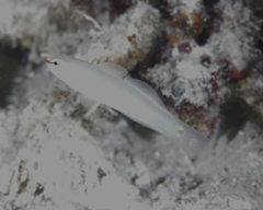 Amblygobius decussatus