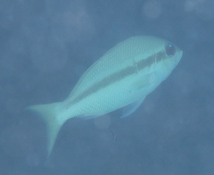 Scolopsis affinis