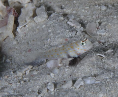 Amblyeleotris guttata