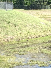 Dendrocygna autumnalis