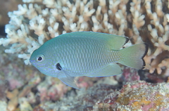 Pomacentrus nigromarginatus