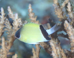Pycnochromis retrofasciatus