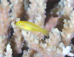Gobiodon okinawae