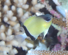 Pycnochromis retrofasciatus