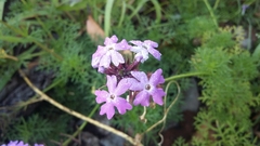 Glandularia aristigera