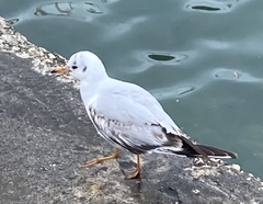 Chroicocephalus ridibundus