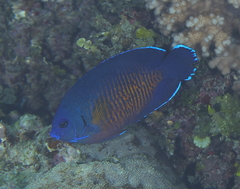 Centropyge bispinosa