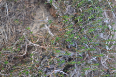 Cliffortia ericifolia