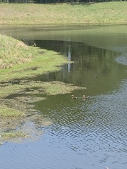 Dendrocygna autumnalis