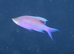 Mirolabrichthys tuka