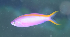 Mirolabrichthys tuka