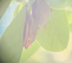 Myotis formosus flavus