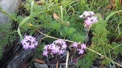 Glandularia aristigera