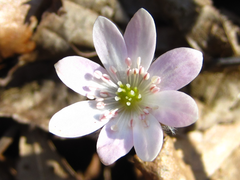 Hepatica nobilis