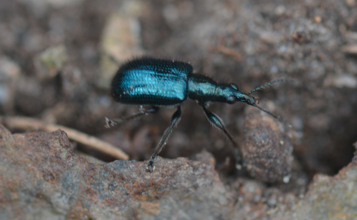 Rhynchite des pousses de chêne