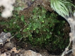 Calypogeia integristipula