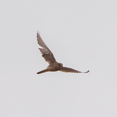 Falco tinnunculus
