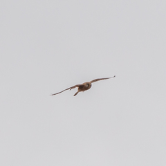 Falco tinnunculus