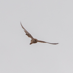 Falco tinnunculus