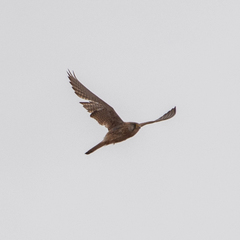Falco tinnunculus
