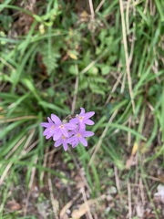 Tulbaghia maritima