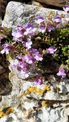 Chaenorhinum