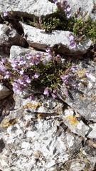 Chaenorhinum