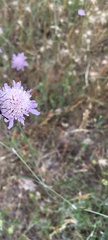 Knautia dipsacifolia