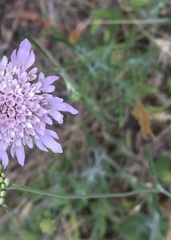 Knautia dipsacifolia