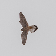 Falco tinnunculus