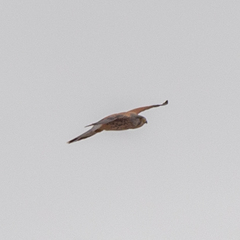 Falco tinnunculus