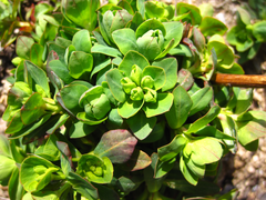 Euphorbia sieboldiana