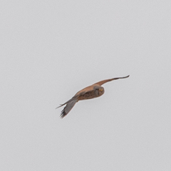 Falco tinnunculus