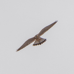 Falco tinnunculus